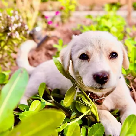 Hotel Dedehan Retreat Muğla