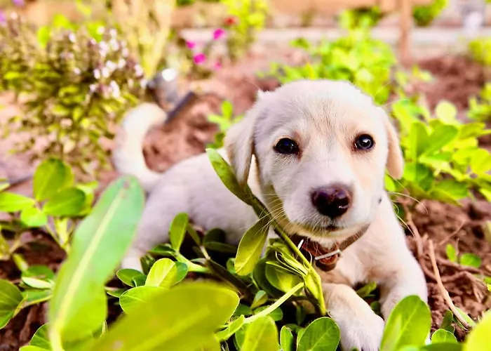 Отель Dedehan Retreat Мугла